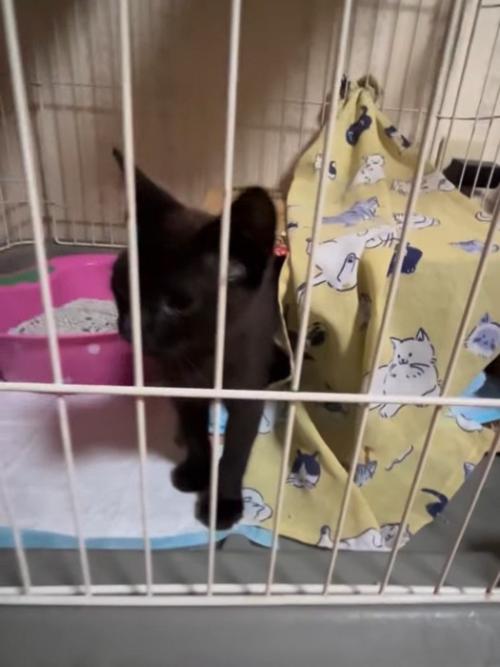 ケージの外を見る子猫