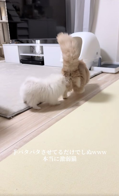 後ろ姿の犬と猫