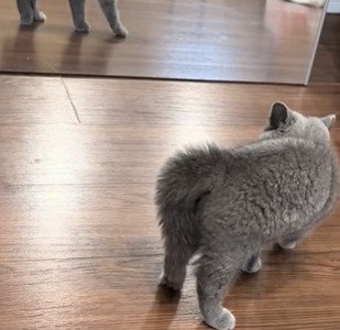 毛を逆立てる子猫