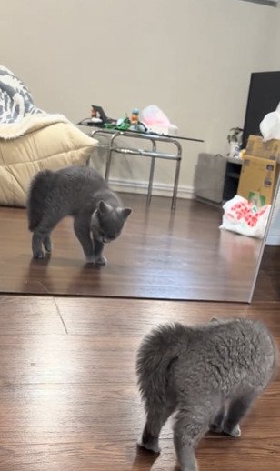 姿勢を低くする子猫