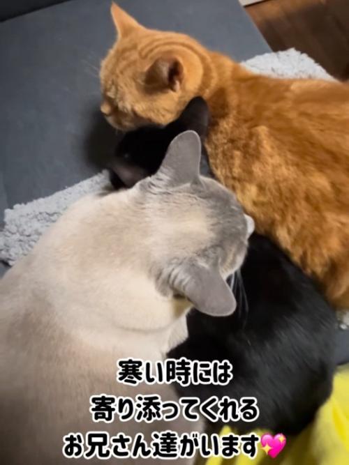 寄り添う3匹の猫