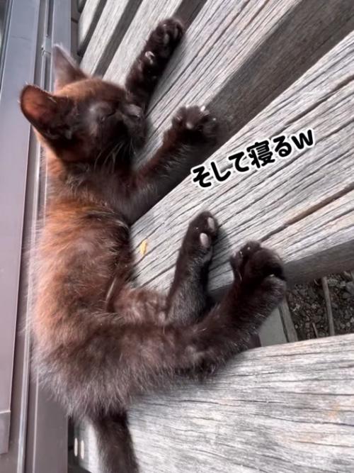 縁台の上で寝る子猫