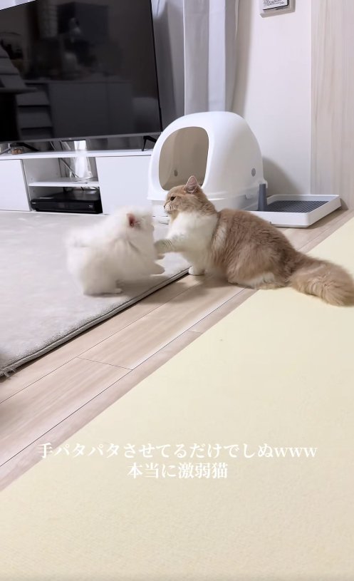 犬に向かって左前足を伸ばしている猫