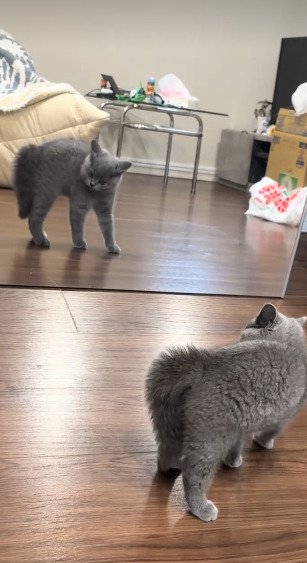 鏡に向かって威嚇する子猫