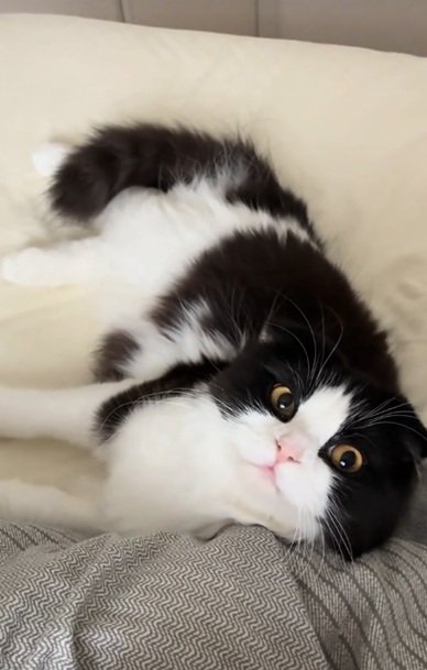 ベッドで寝転がる猫