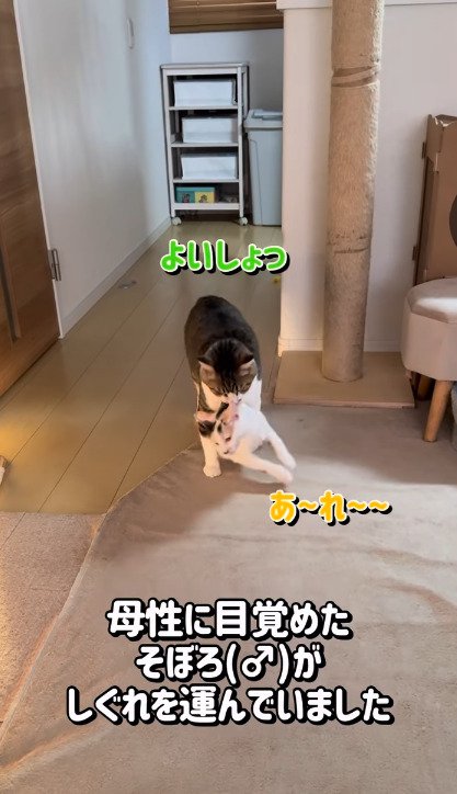 しぐれちゃんの首の後ろをくわえるそぼろくん