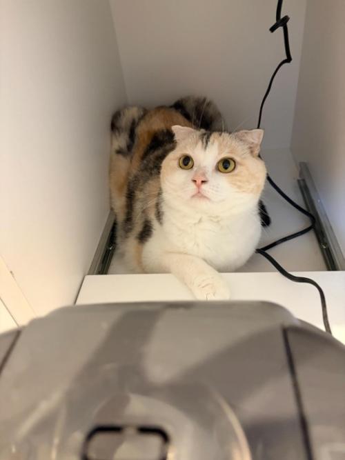 炊飯器の後ろに座る猫