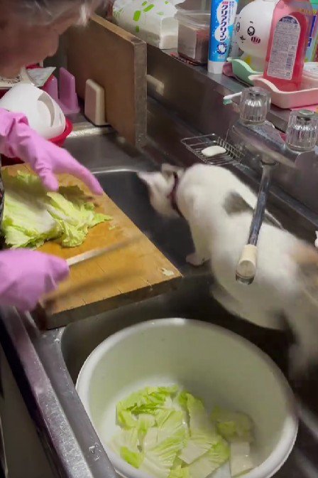 調理中のおばあちゃんと猫