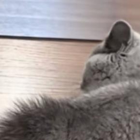 大きな鏡の前で足を止めた子猫→『鏡に映った自分』を見た結果…「やばい可愛すぎるｗｗ」笑ってしまう瞬間が16万再生「負けられないよねｗ」