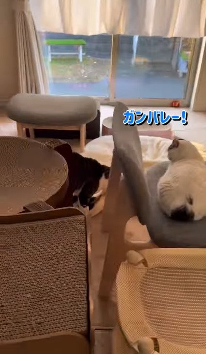 しぐれちゃんをくわえて歩くそぼろくん