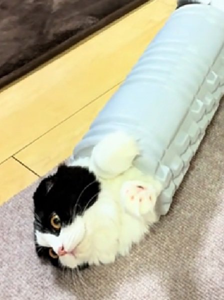 目を見開く猫