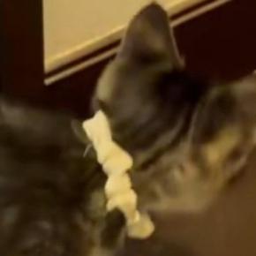 部屋から出てきた子猫→突然足を止めて『戦い始めた相手』とは…尊すぎる光景に１万いいね「一生懸命戦ってて可愛いｗ」「怖いんだよねｗ」