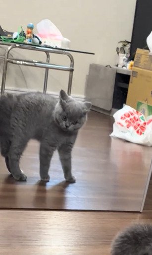 睨む子猫