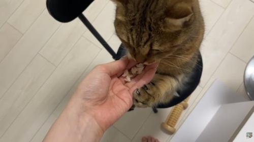 飼い主さんの手に左前足を添える猫ちゃん