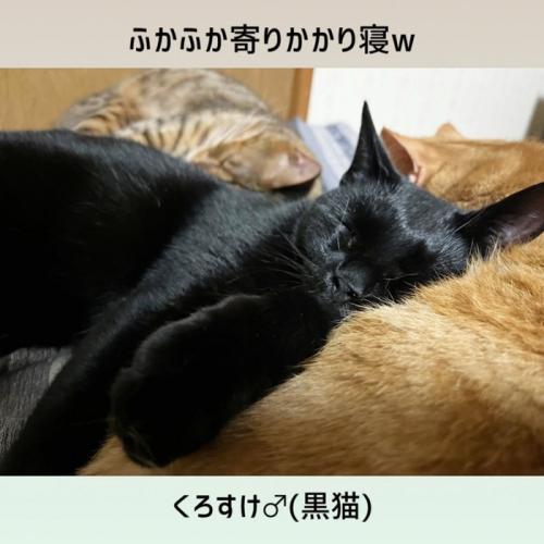 茶トラ猫に寄りかかって寝る黒猫