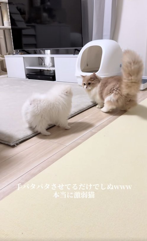 犬を見つめる猫と犬の後ろ姿