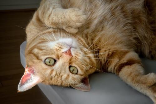 茶猫