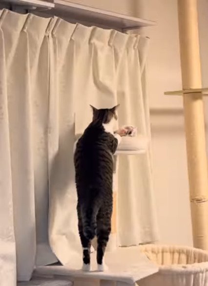 キャットタワーの上から覗くそぼろくん