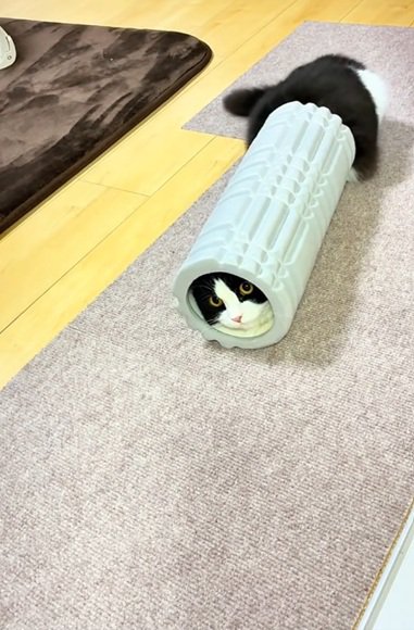 ローラーに挟まる猫