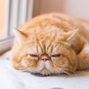SNSで人気の「純血種」猫には、健康問題や将来の飼育放棄の懸念が…　英国の猫保護団体が警告　