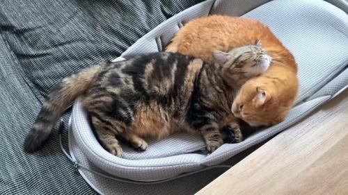 胸元を毛づくろい: