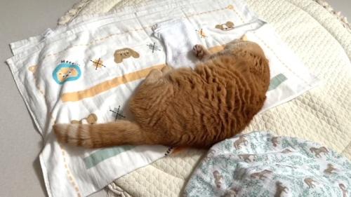 寝転がる姿