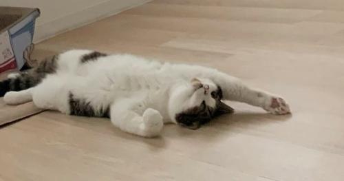 室内にいる猫