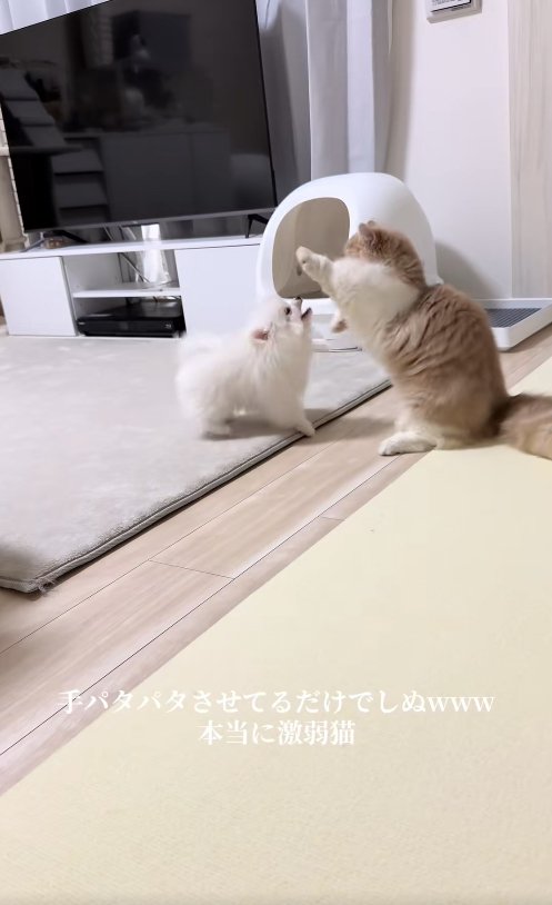 後ろ足で立って左前足をあげている猫の横