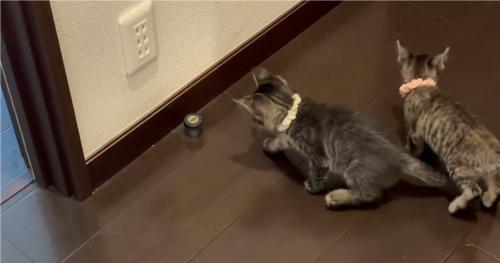スルーする猫