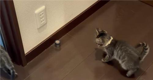 見つめる猫