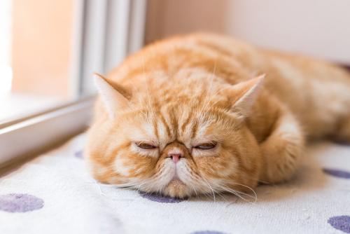 エキゾチックショートヘアの猫