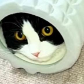 フォームローラーの中に入った猫→反対側の穴から出ようとした結果…飼い主爆笑の『まさかの光景』が158万再生「なにしてんのｗ」「トムｗ」