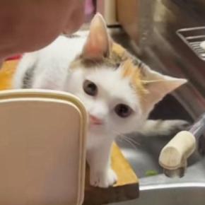 白菜の漬物を作るおばあちゃん→猫が近くで観察し始めて…『ほっこりする光景』が207万再生「大好きなんだねｗ」「真剣に見てて可愛い」