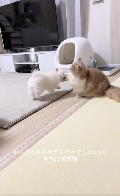 猫の右前足に甘噛みをしている犬