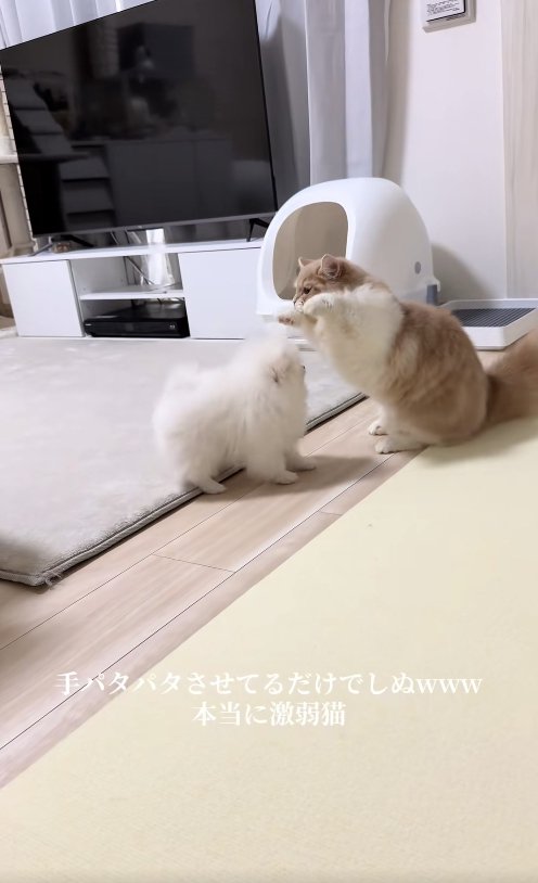 犬の前で両前足を前方向に伸ばしている猫