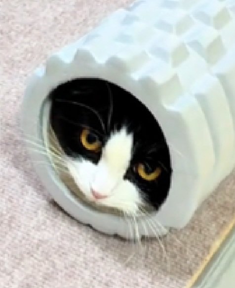 拗ねる猫