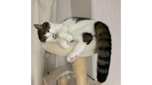室内にいる猫
