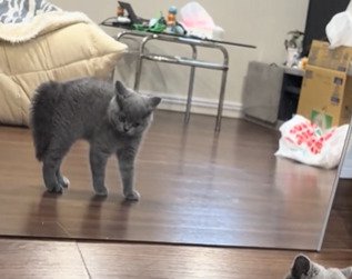 威嚇する子猫のアップ