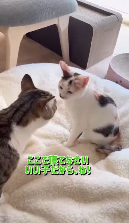 猫ベッドにしぐれちゃんを降ろすそぼろくん