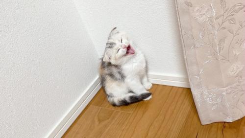 鳴いている子猫