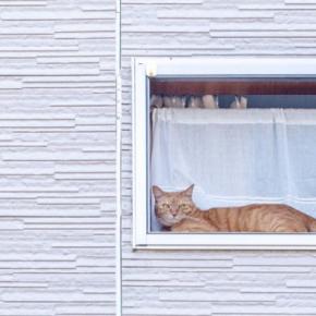 猫が『留守番できる時間』はどのぐらい？世代別の目安から安全を守るための注意点まで解説