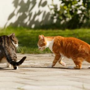 猫が『降参している』ときにするサイン3つ　勝ち負けが決まる要因や暗黙のルールも解説