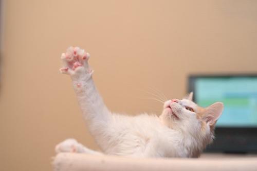 猫の肉球と手（メインクーン）