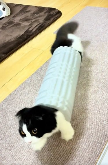 ローラーに飛び込む猫