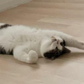 朝起きて、床の上を見ると『猫』が……思わず笑ってしまう『可愛い光景』に「スーパーマンみたいw」「今から変身するのかなw」と反響