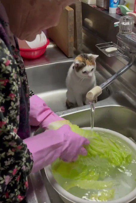 調理中のおばあちゃんと猫