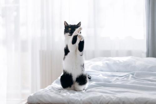 立ち上がっている猫