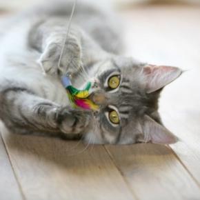 猫に愛されている飼い主が実践する『喜ばせワザ』4選　絆がより深まるかも？上手に行うコツも解説