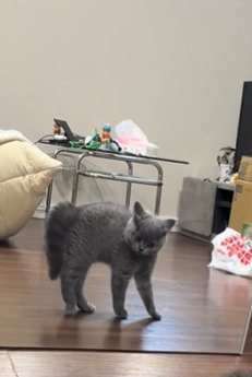 鏡の中に映る子猫