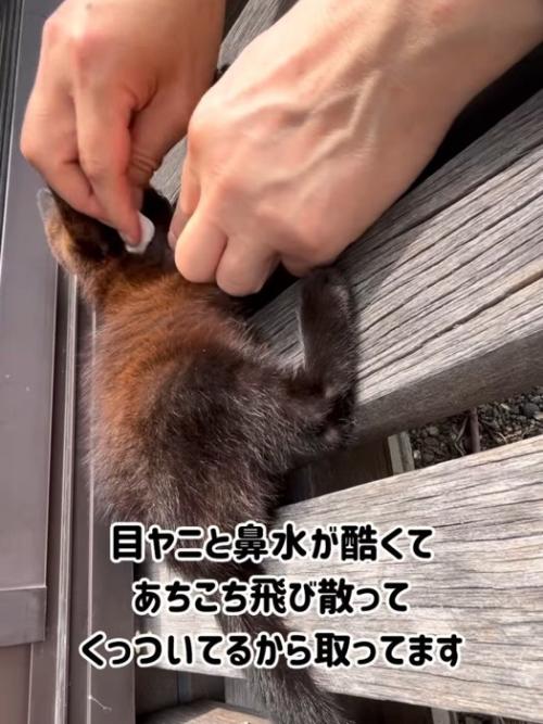 顔を拭かれる子猫